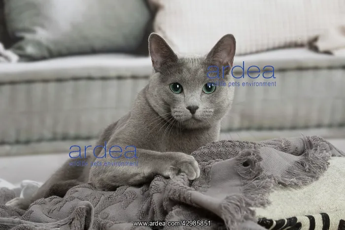 : Russian Blue cat indoors : Russian Blue cat indoors
