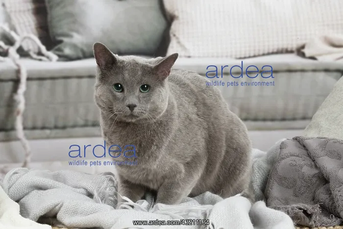 : Russian Blue cat indoors : Russian Blue cat indoors