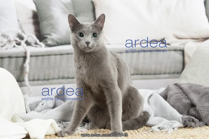 : Russian Blue cat indoors : Russian Blue cat indoors