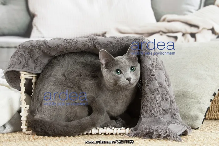  : Russian Blue cat indoors