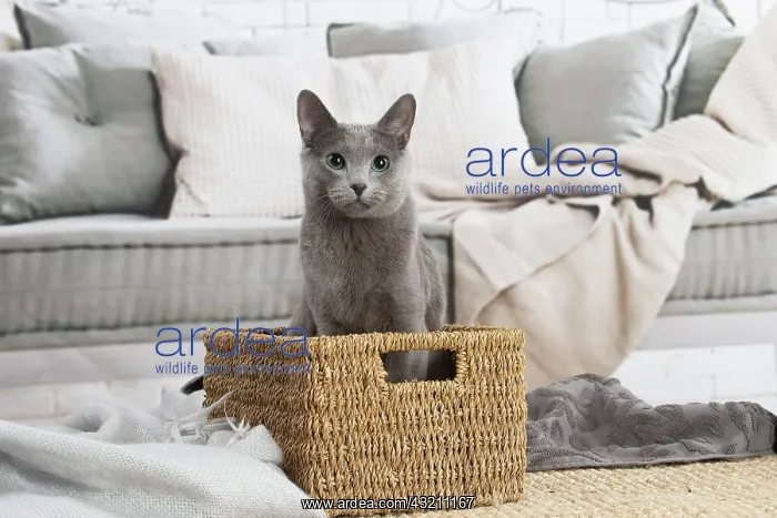: Russian Blue cat indoors : Russian Blue cat indoors