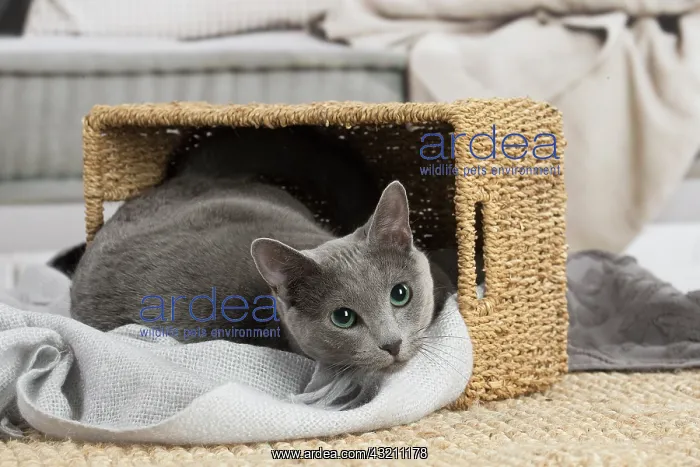 : Russian Blue cat indoors : Russian Blue cat indoors