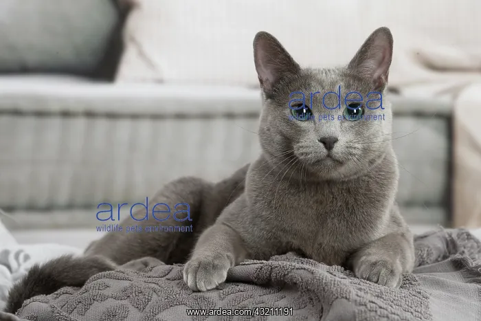 : Russian Blue cat indoors : Russian Blue cat indoors