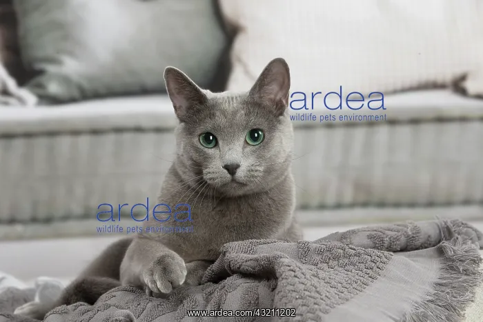 : Russian Blue cat indoors : Russian Blue cat indoors