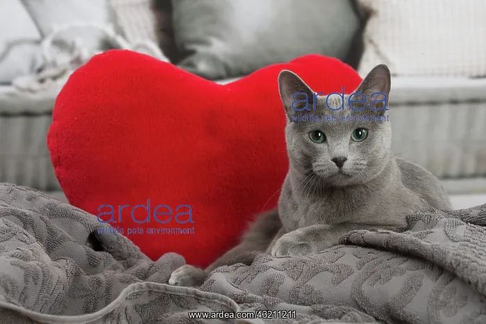 : Russian Blue cat indoors : Russian Blue cat indoors