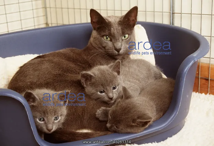 : Russian Blue CAT - with kittens in cat basket : Russian Blue CAT - with kittens in cat basket