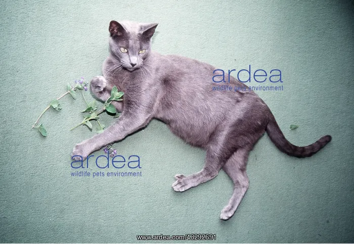 : Russian Blue CAT - lying, with catnip / catmint : Russian Blue CAT - lying, with catnip / catmint