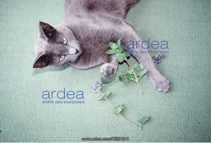 : RUSSIAN BLUE CAT - playing with catnip / catmint : RUSSIAN BLUE CAT - playing with catnip / catmint