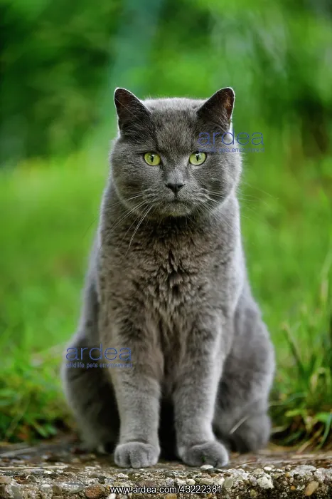 : Russian Blue, Cat, Stuttgart, Baden-W&, x32d3496d;berg : Russian Blue, Cat, Stuttgart, Baden-W&, x32d3496d;berg