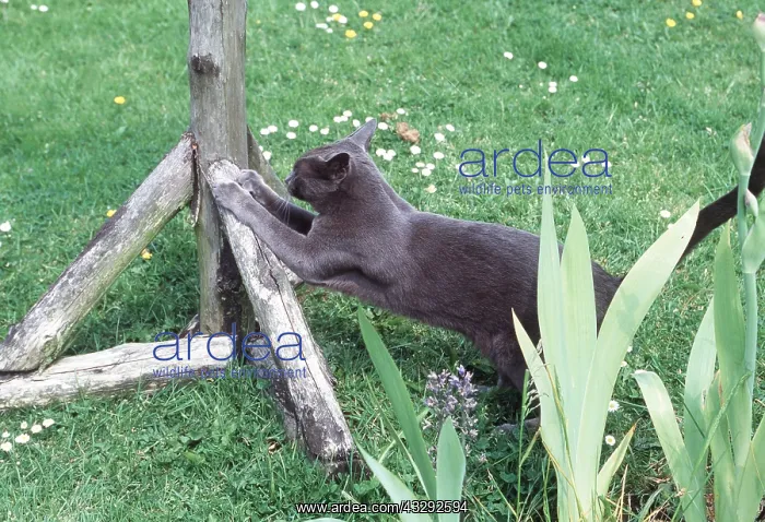 : RUSSIAN BLUE CAT - using bird table as scratching : RUSSIAN BLUE CAT - using bird table as scratching