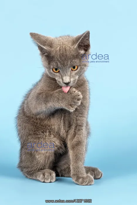 : Russian Blue Kitten, 10 weeks, licking paw Rassekatze : Russian Blue Kitten, 10 weeks, licking paw Rassekatze