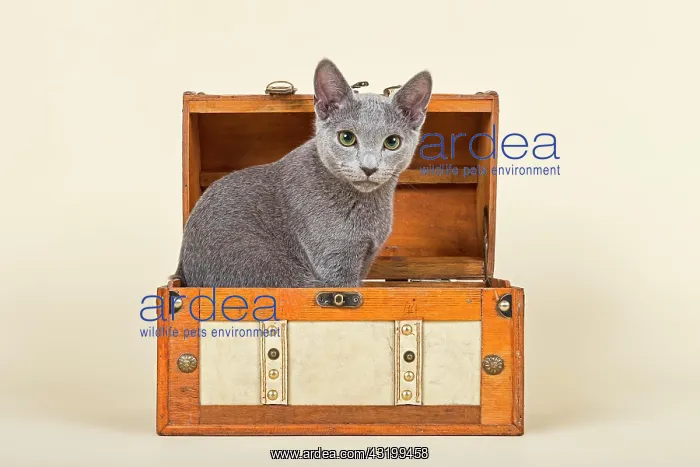 : Russian Blue kitten, 20 weeks, in a chest Katze : Russian Blue kitten, 20 weeks, in a chest Katze