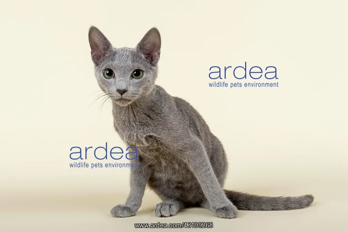 : Russian Blue kitten, 20 weeks Katze, Russisch, Blau : Russian Blue kitten, 20 weeks Katze, Russisch, Blau