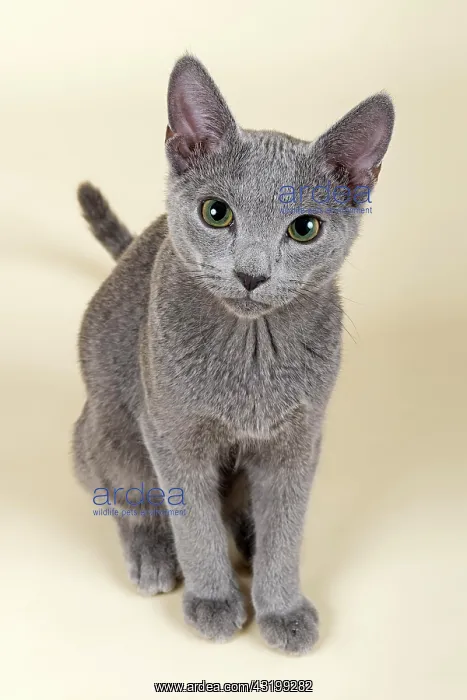 : Russian Blue kitten, 20 weeks Russisch Blau Kitten : Russian Blue kitten, 20 weeks Russisch Blau Kitten
