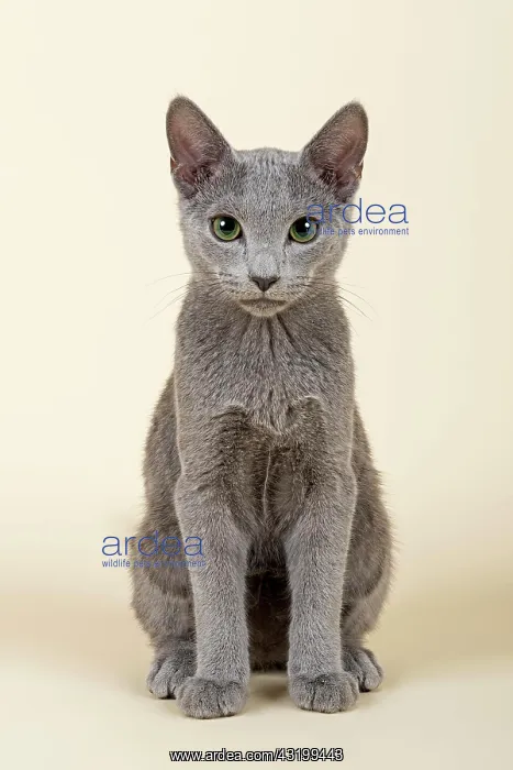 : Russian Blue kitten, 20 weeks Russisch Blau Kitten : Russian Blue kitten, 20 weeks Russisch Blau Kitten