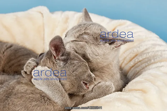 : Two Russian Blue Kittens, 10 weeks lying next to : Two Russian Blue Kittens, 10 weeks lying next to
