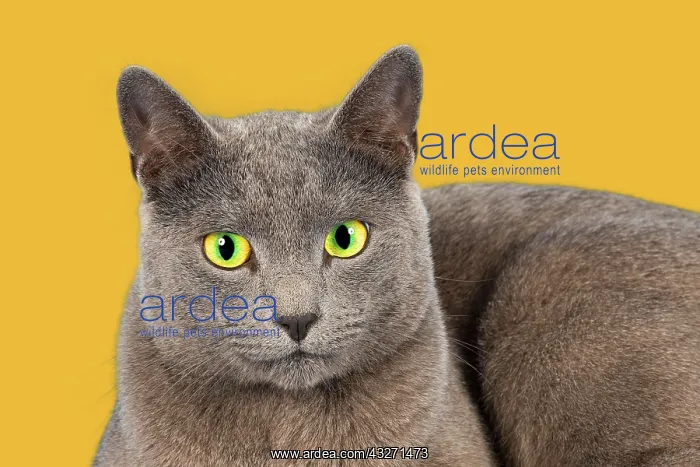 : Russian Blue, purebred cat Rassekatze Russisch Blau : Russian Blue, purebred cat Rassekatze Russisch Blau