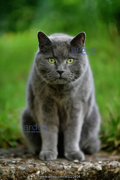 : Russian Blue, tomcat, looks grim, Stuttgart, Baden-W&, x32d34 : Russian Blue, tomcat, looks grim, Stuttgart, Baden-W&, x32d34