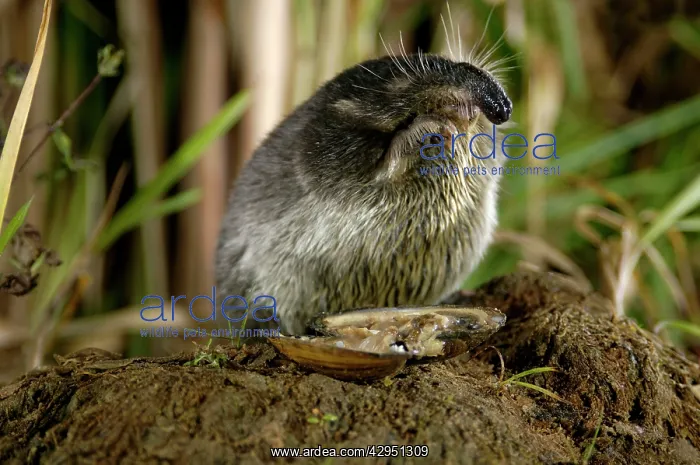 : Russian Desman - adult female, feeds on a fresh-water : Russian Desman - adult female, feeds on a fresh-water