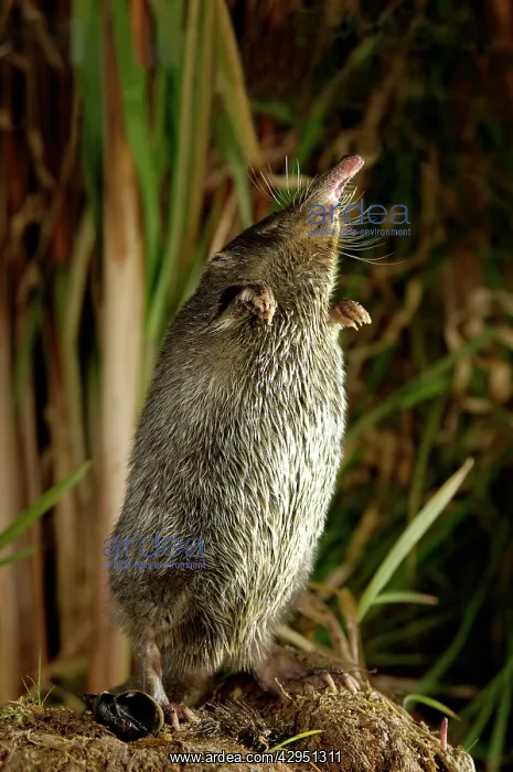 : Russian Desman - adult female - searches environment : Russian Desman - adult female - searches environment