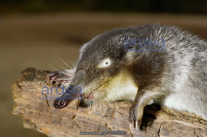 : Russian Desman - adult - searches environment with : Russian Desman - adult - searches environment with