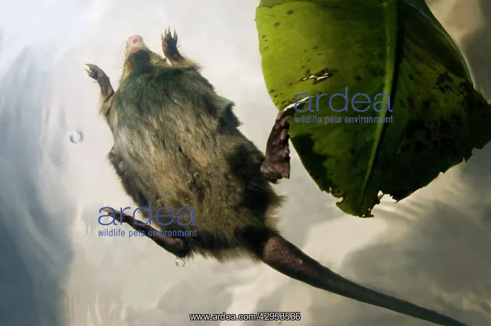 : Russian Desman - adult - in swimming - pictured : Russian Desman - adult - in swimming - pictured
