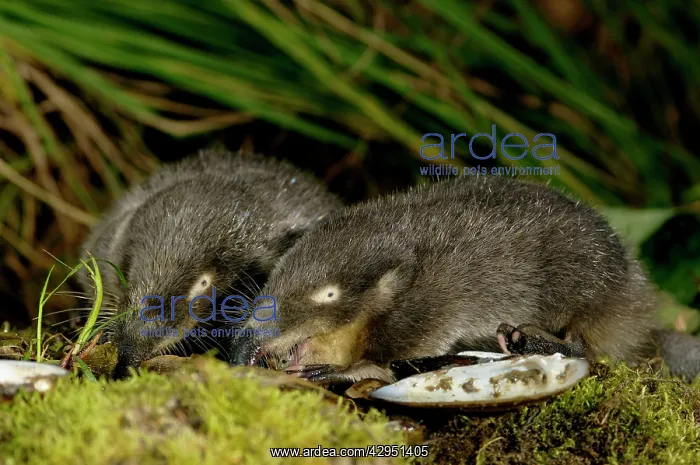: Russian Desman - adults from one burrow - feed : Russian Desman - adults from one burrow - feed