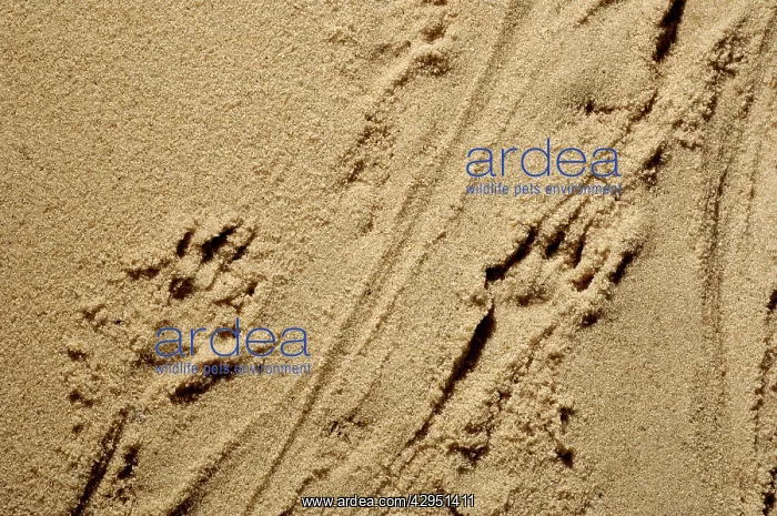 : Russian Desman - adult's footprints on wet sand : Russian Desman - adult's footprints on wet sand