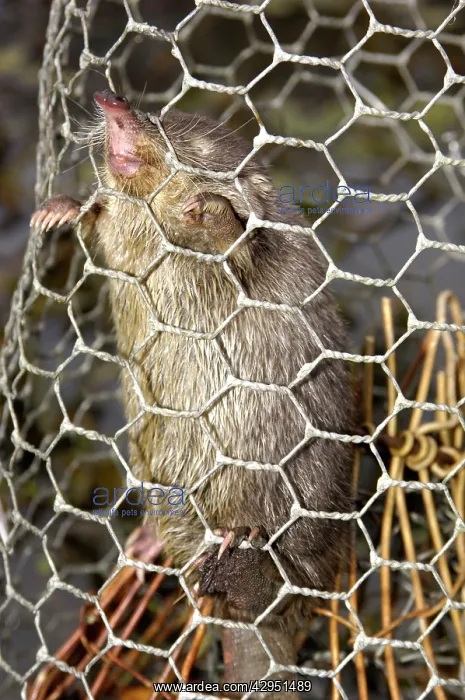 : Russian Desman - caught in a snare : Russian Desman - caught in a snare