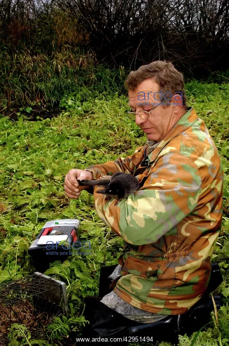 : Russian Desman - caught for tagging : Russian Desman - caught for tagging