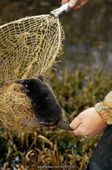 : Russian Desman - caught for tagging : Russian Desman - caught for tagging