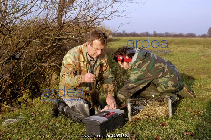 : Russian Desman, caught for tagging : Russian Desman, caught for tagging
