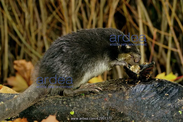 : Russian Desman - feeds on a fresh-water mussel : Russian Desman - feeds on a fresh-water mussel