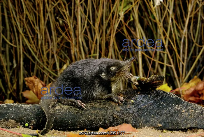 : Russian Desman - feeds on a fresh-water mussel : Russian Desman - feeds on a fresh-water mussel