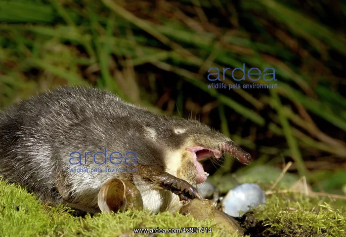 : Russian Desman - feeds on a fresh-water mussel : Russian Desman - feeds on a fresh-water mussel