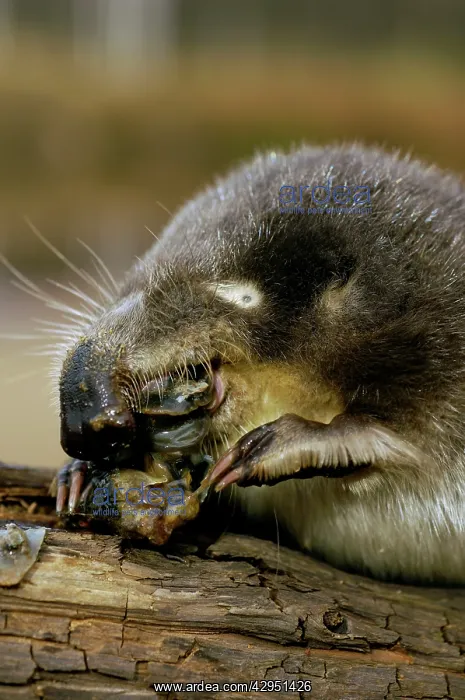 : Russian Desman - feeds on a fresh-water mussel : Russian Desman - feeds on a fresh-water mussel