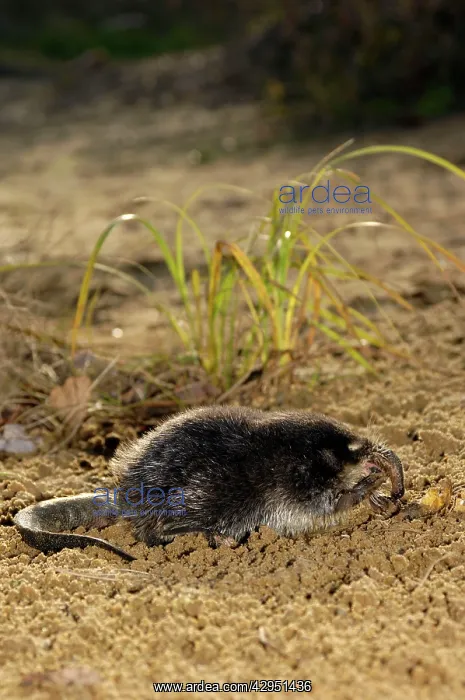: Russian Desman - feeds on a fresh-water mussel : Russian Desman - feeds on a fresh-water mussel