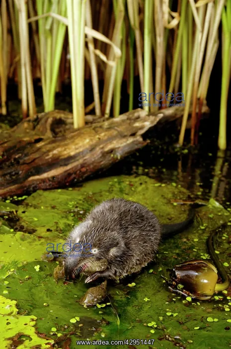 : Russian Desman - feeds on a fresh-water mussel : Russian Desman - feeds on a fresh-water mussel