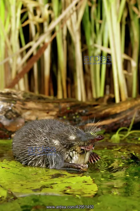 : Russian Desman - feeds on a fresh-water mussel : Russian Desman - feeds on a fresh-water mussel
