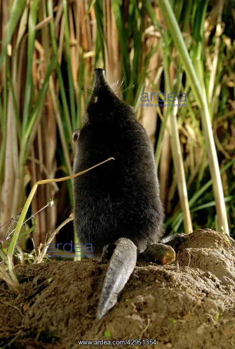 : Russian Desman - female, view from back (note the flat tail) : Russian Desman - female, view from back (note the flat tail)