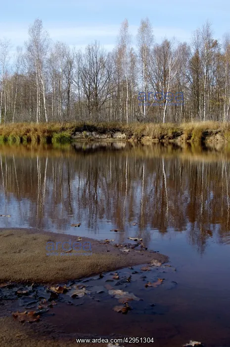 : Russian Desman - habitat : Russian Desman - habitat