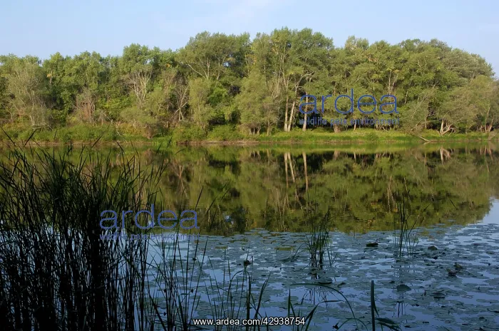: Russian Desman - habitat: small fresh-water lake : Russian Desman - habitat: small fresh-water lake