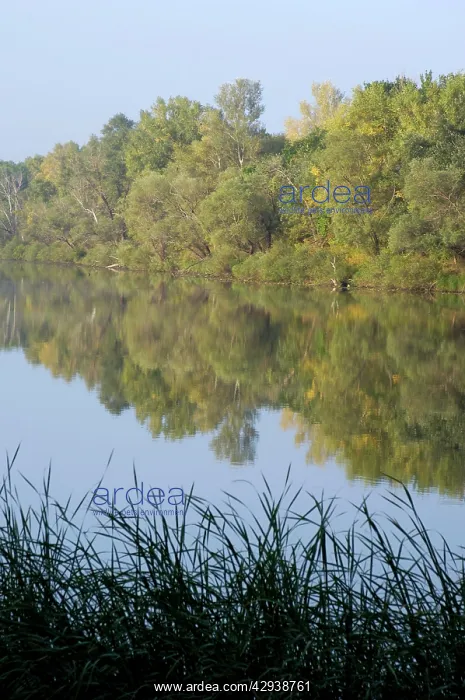 : Russian Desman - habitat: small fresh-water lake : Russian Desman - habitat: small fresh-water lake