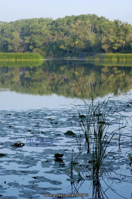 : Russian Desman - habitat: small fresh-water lake : Russian Desman - habitat: small fresh-water lake