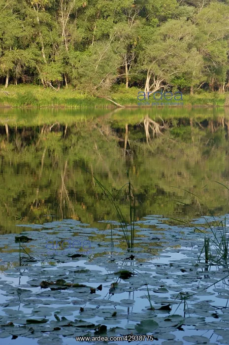 : Russian Desman - habitat: small fresh-water lake : Russian Desman - habitat: small fresh-water lake