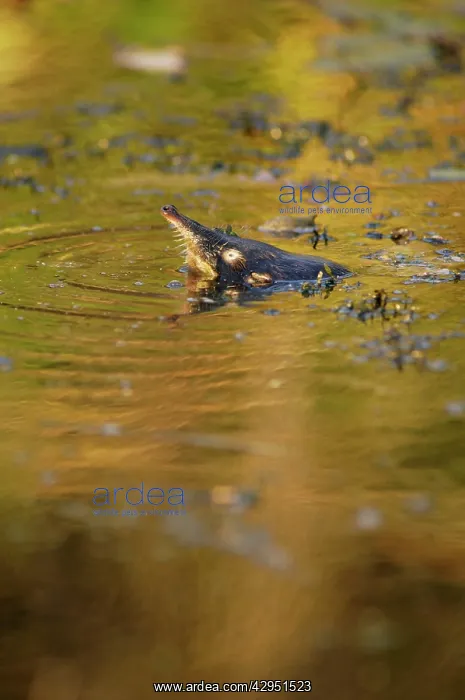 : Russian Desman - pops out of water to search the : Russian Desman - pops out of water to search the