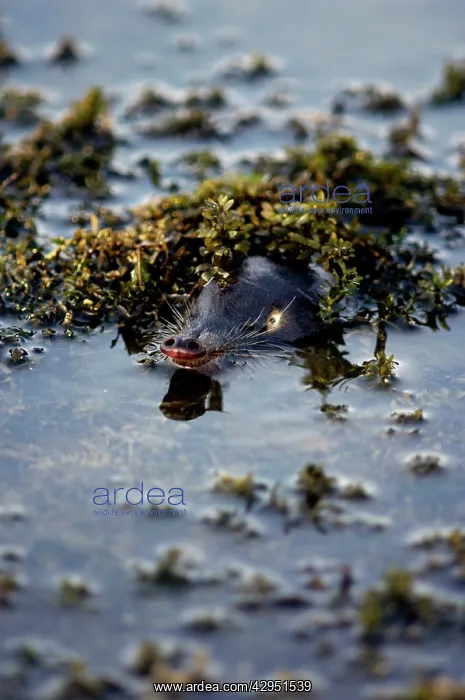 : Russian Desman - pops out of water to search the : Russian Desman - pops out of water to search the