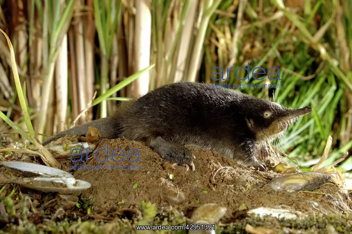 : Russian Desman - searches environment with its : Russian Desman - searches environment with its