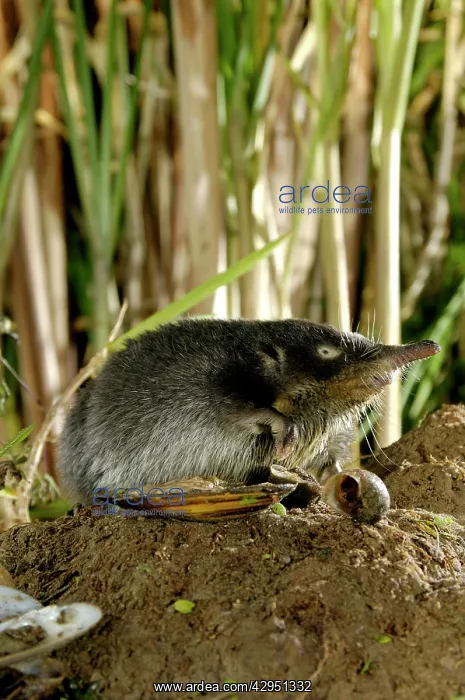 : Russian Desman - searches environment with its : Russian Desman - searches environment with its