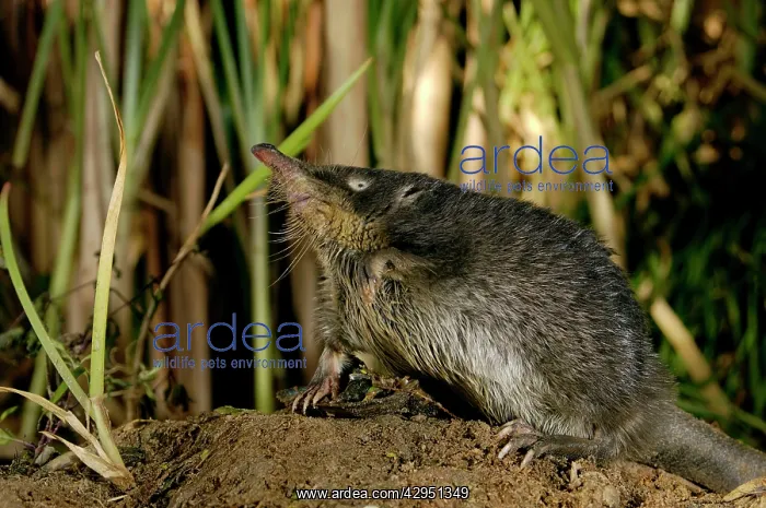 : Russian Desman - searches environment with its : Russian Desman - searches environment with its